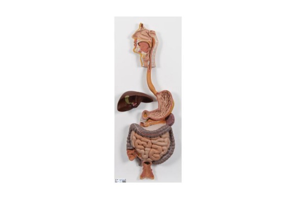 model układu pokarmowego człowieka, 2 części - 3b smart anatomy - 1000306 [k20] 3b scientific modele anatomiczne 2